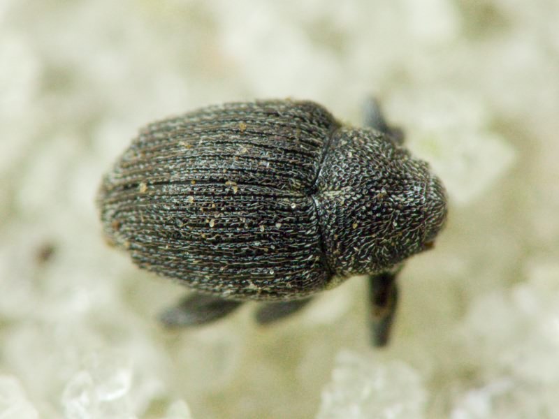 Curculionidae Latreille, 1802